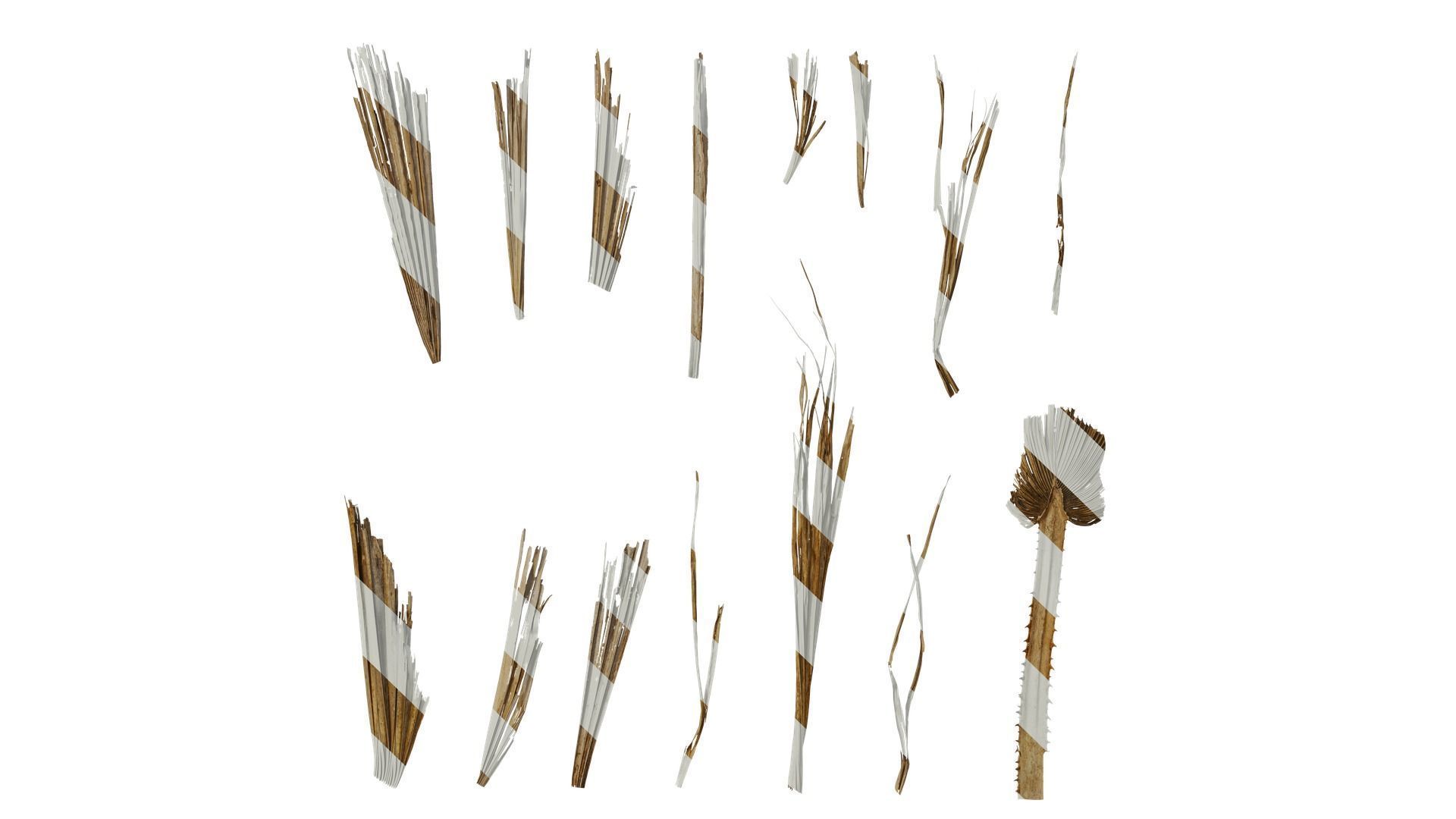 Anydrafts Washingtonia filifera Leaf 26 Texture_0