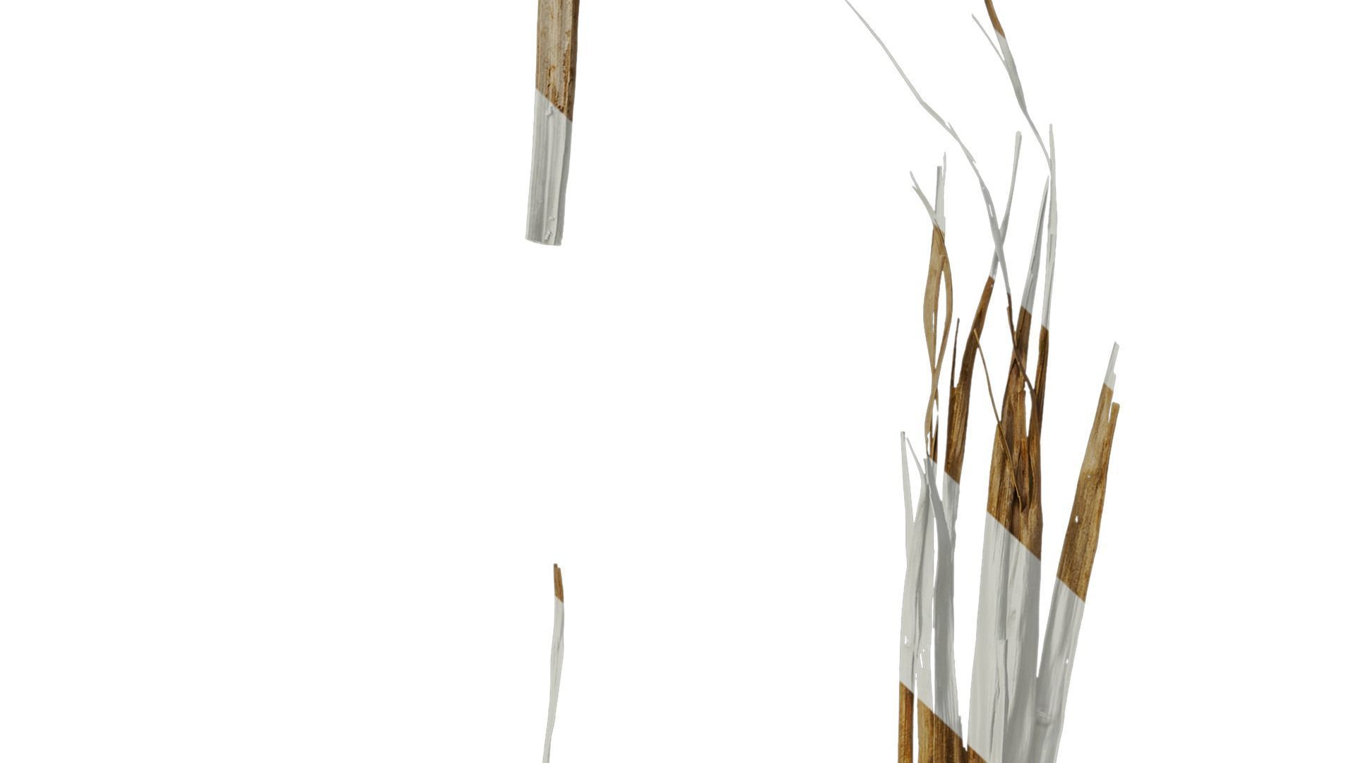 Anydrafts Washingtonia filifera Leaf 26 Texture_8