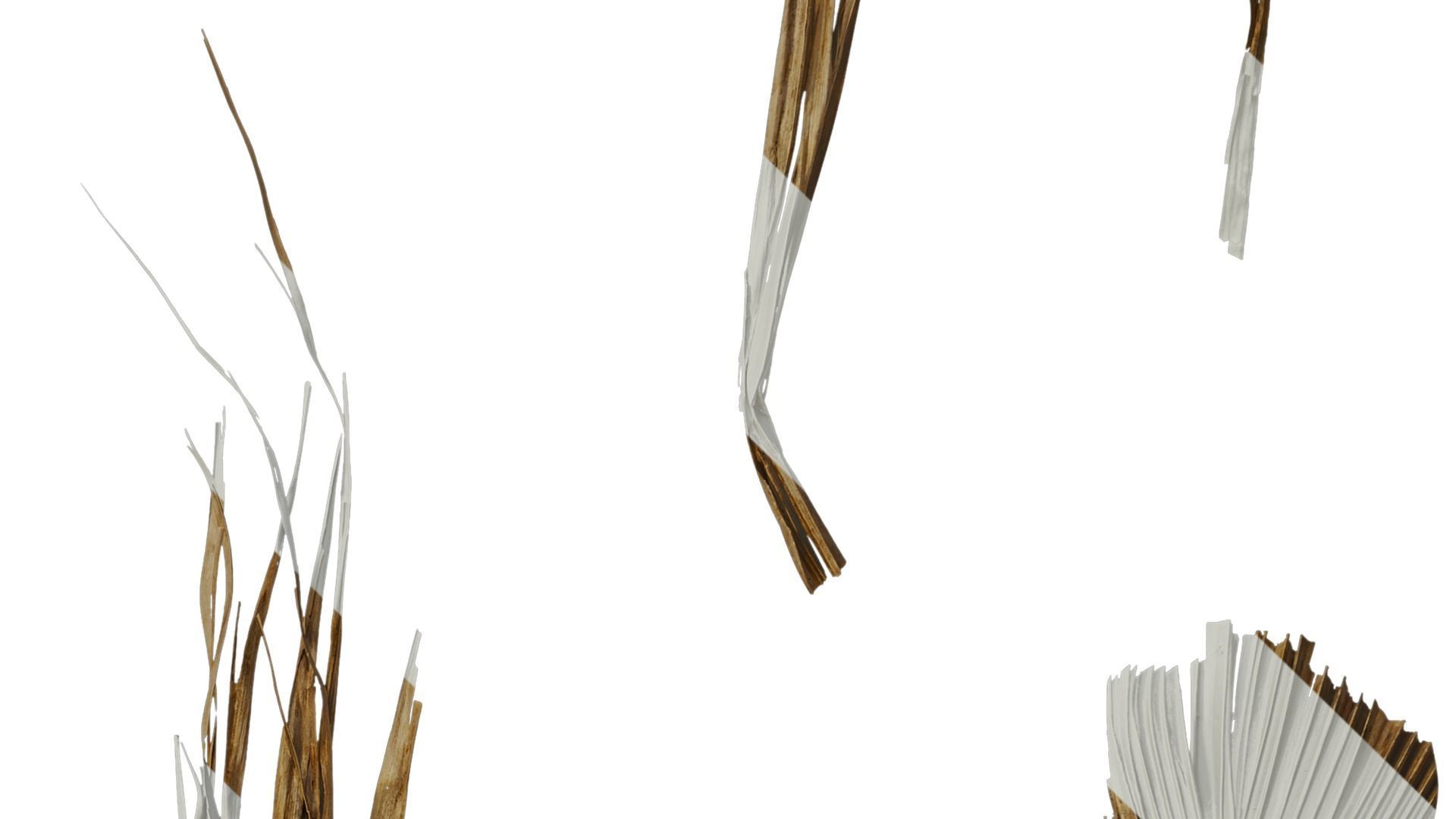 Anydrafts Washingtonia filifera Leaf 26 Texture_5