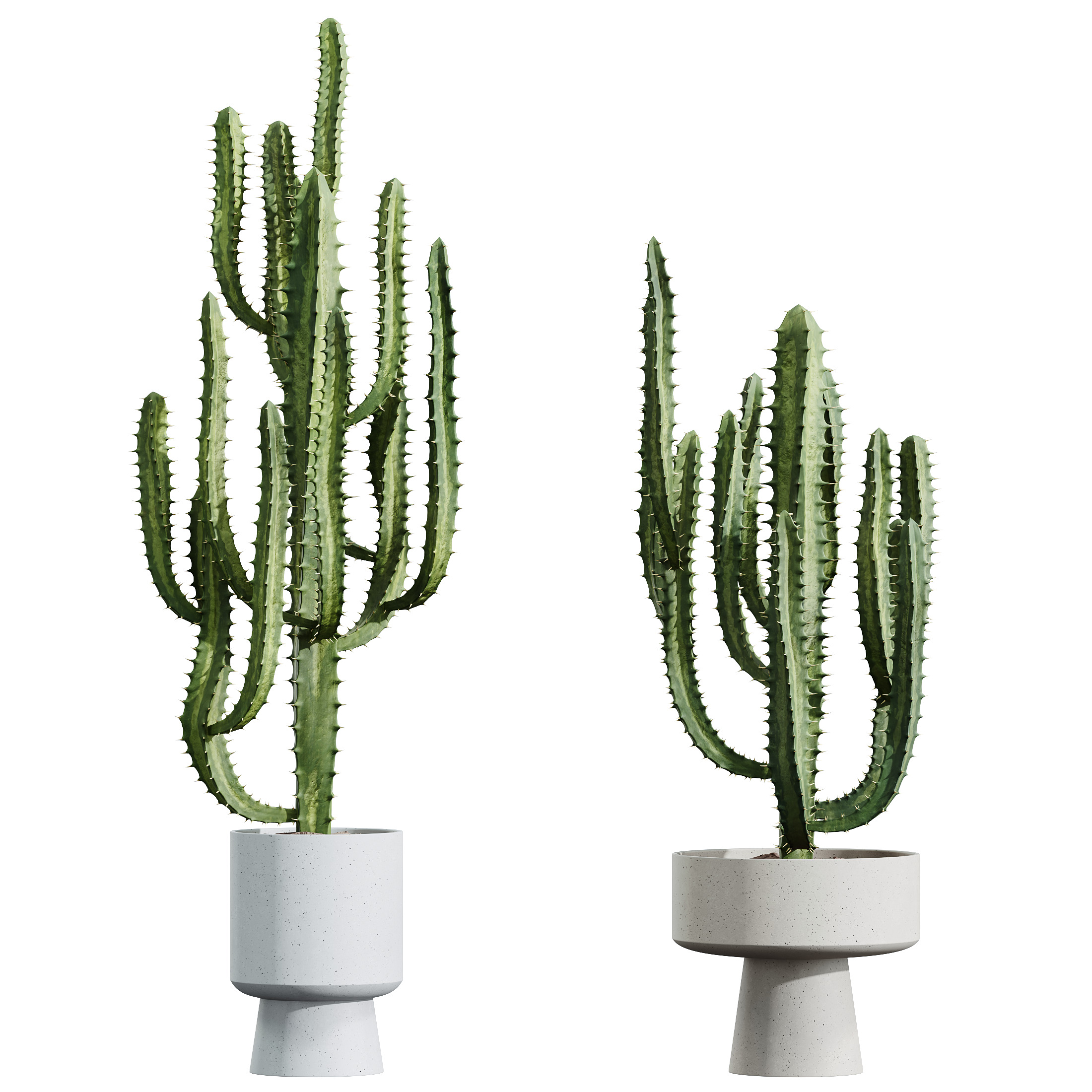 AV HousePlants Cactus Trigona Peruvian 3D model_2