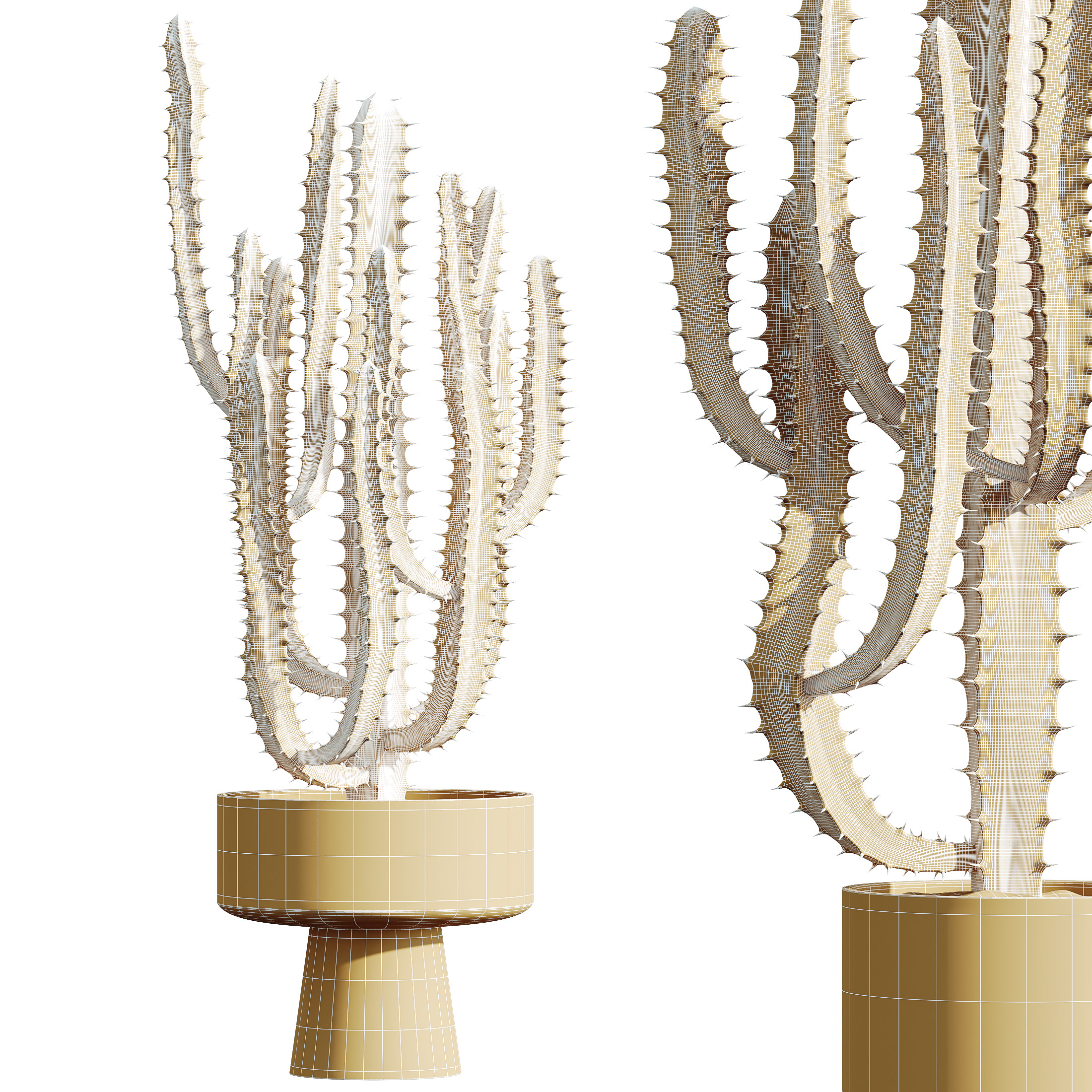 AV HousePlants Cactus Trigona Peruvian 3D model_3