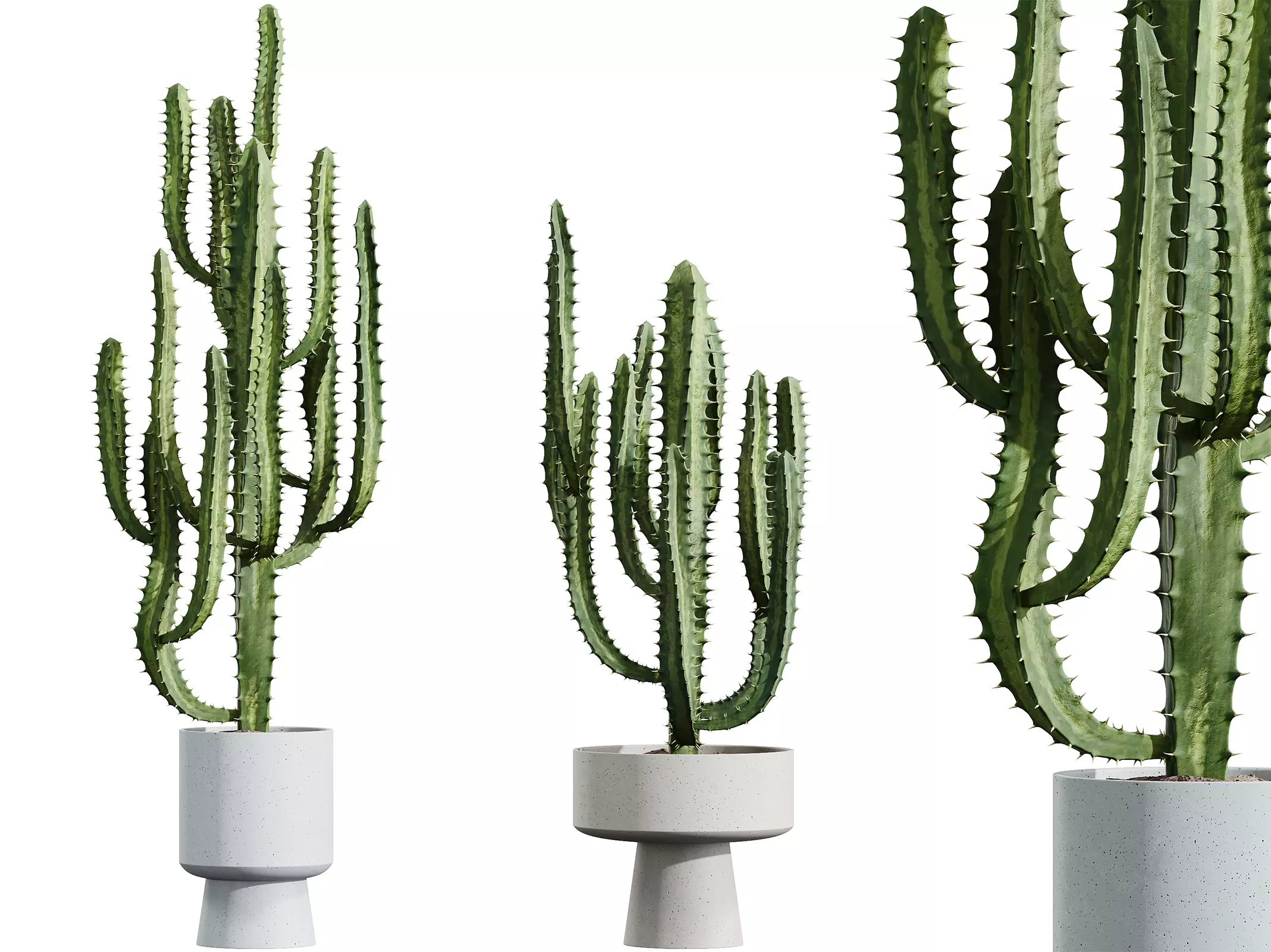 AV HousePlants Cactus Trigona Peruvian 3D model_0