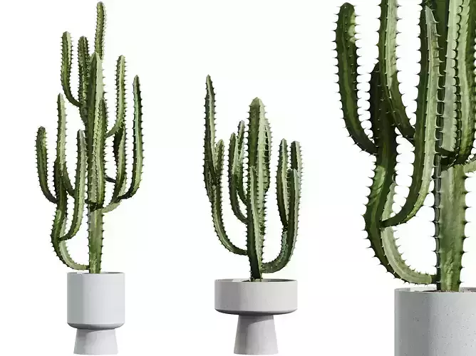 AV HousePlants Cactus Trigona Peruvian 3D model