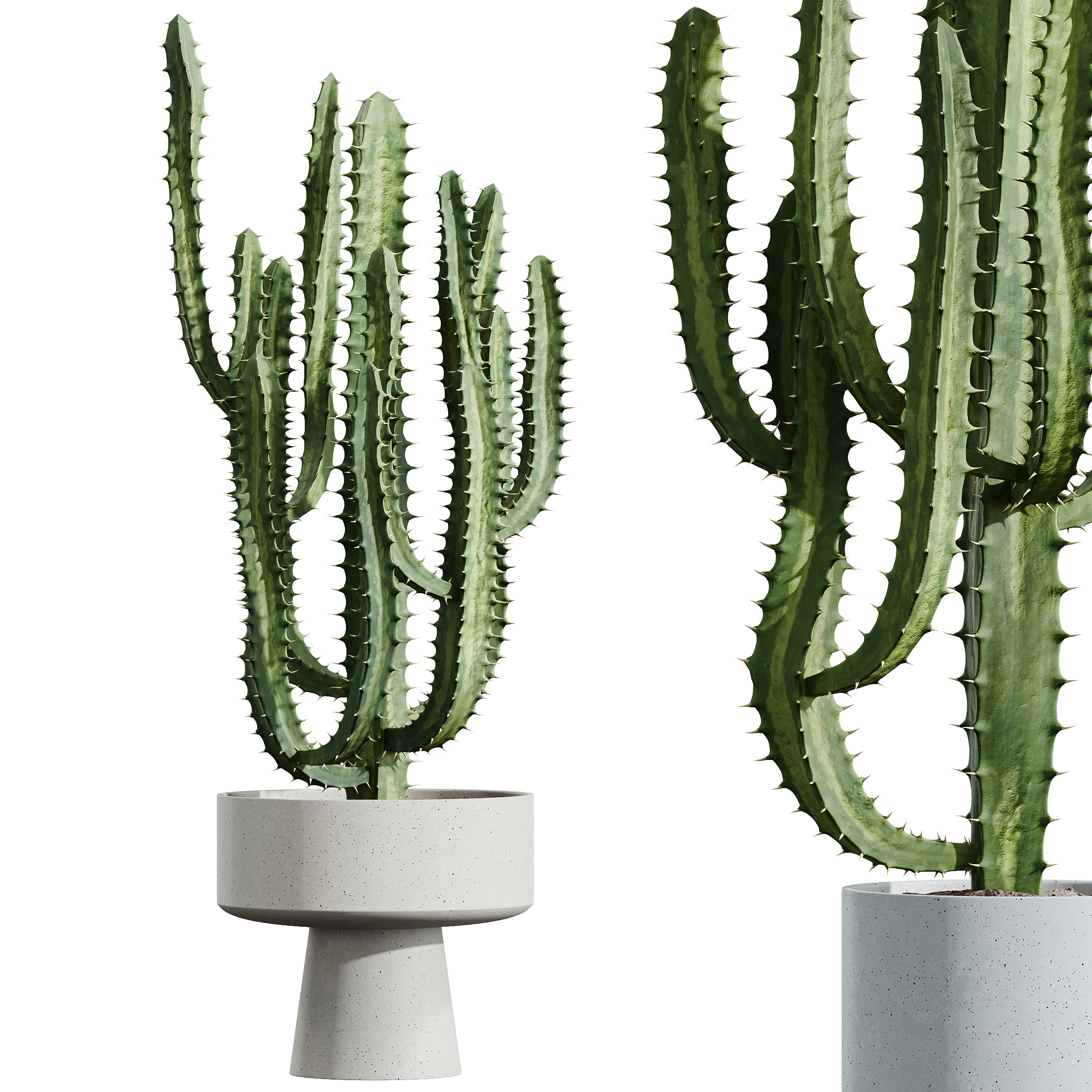 AV HousePlants Cactus Trigona Peruvian 3D model_1