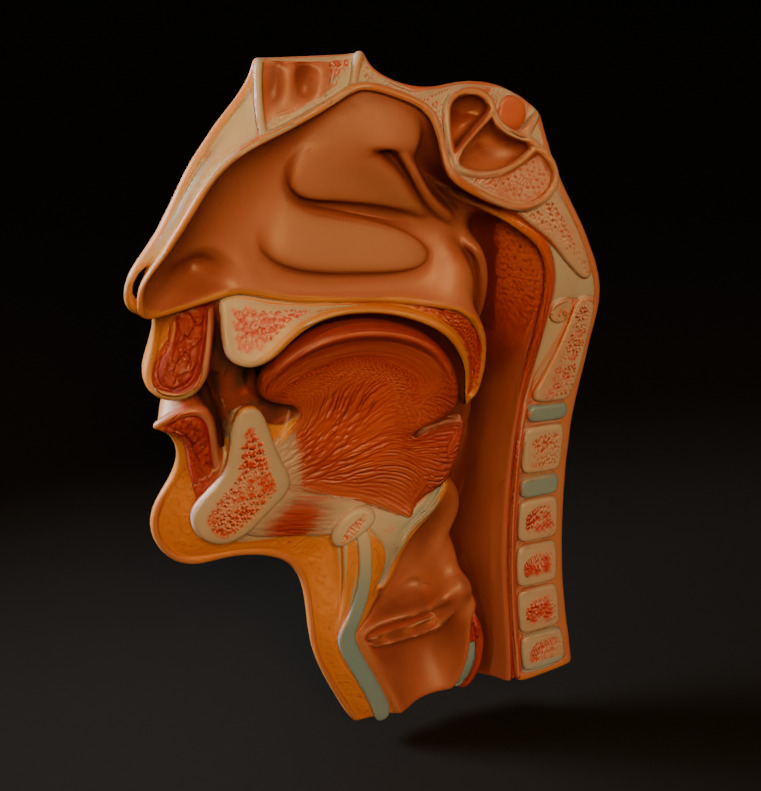 Realistic Human Head Cross-Section Anatomy 3D Medical Model 3D model_2