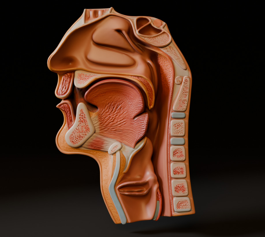 Realistic Human Head Cross-Section Anatomy 3D Medical Model 3D model_1