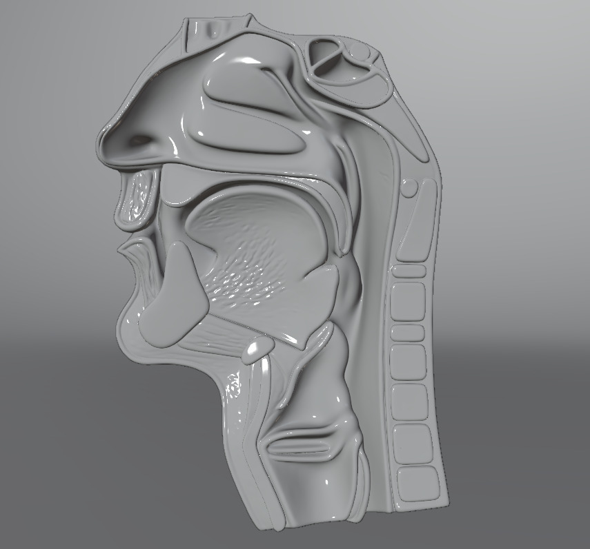 Realistic Human Head Cross-Section Anatomy 3D Medical Model 3D model_3