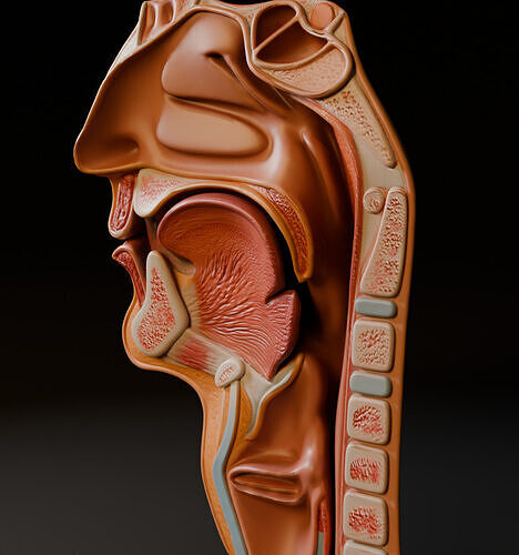 Realistic Human Head Cross-Section Anatomy 3D Medical Model 3D model