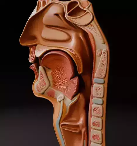Realistic Human Head Cross-Section Anatomy 3D Medical Model 3D model