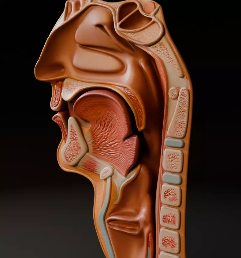 Realistic Human Head Cross-Section Anatomy 3D Medical Model 3D model_0