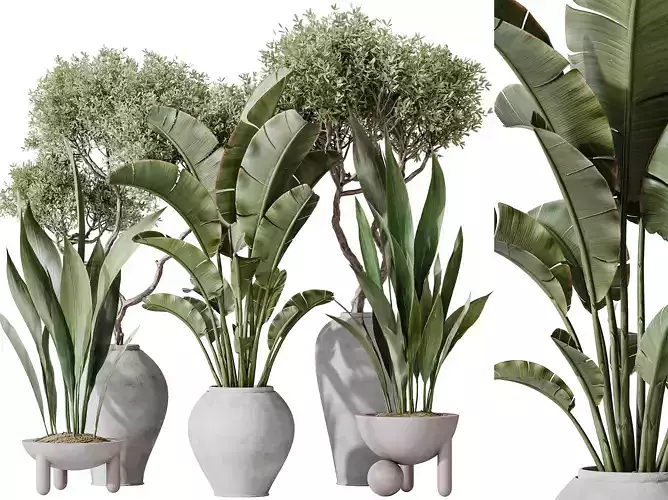 AV Indoor plants set 183 Olive and Aspidistra and Banana Nicolai