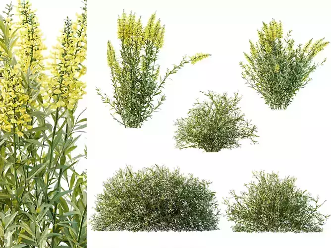 AV 7 different bush Linaria Yellow and Gypsophila Snowflake 3D model