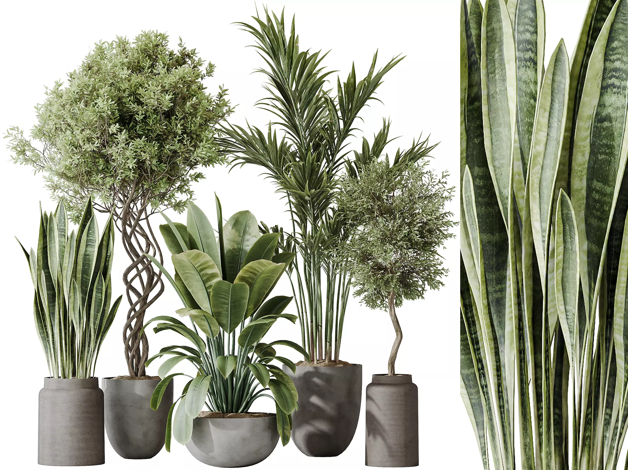 AV Indoor plants set182 Palm and Ficus and Olive and Sansevieria 3D model