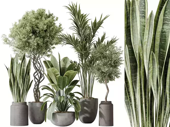 AV Indoor plants set182 Palm and Ficus and Olive and Sansevieria