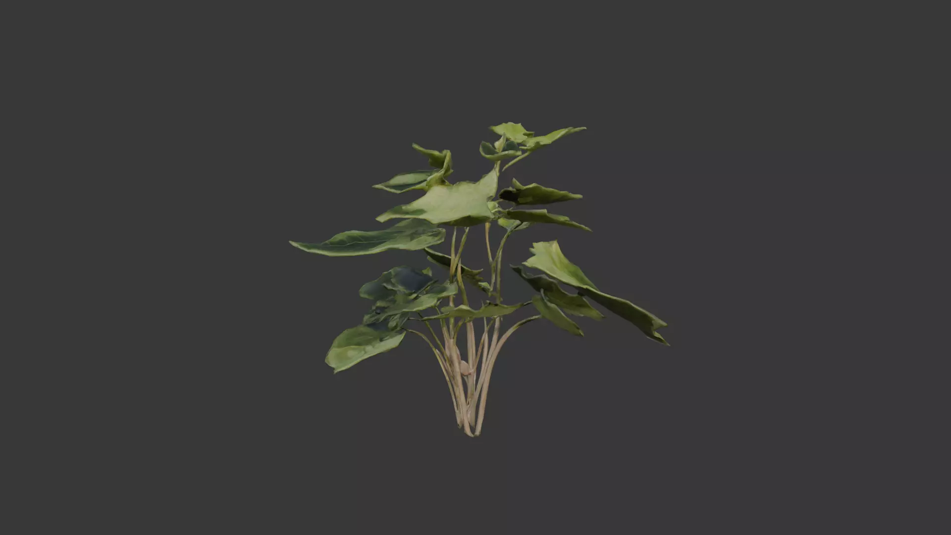 house plant 3D model_0