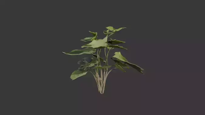 house plant 3D model