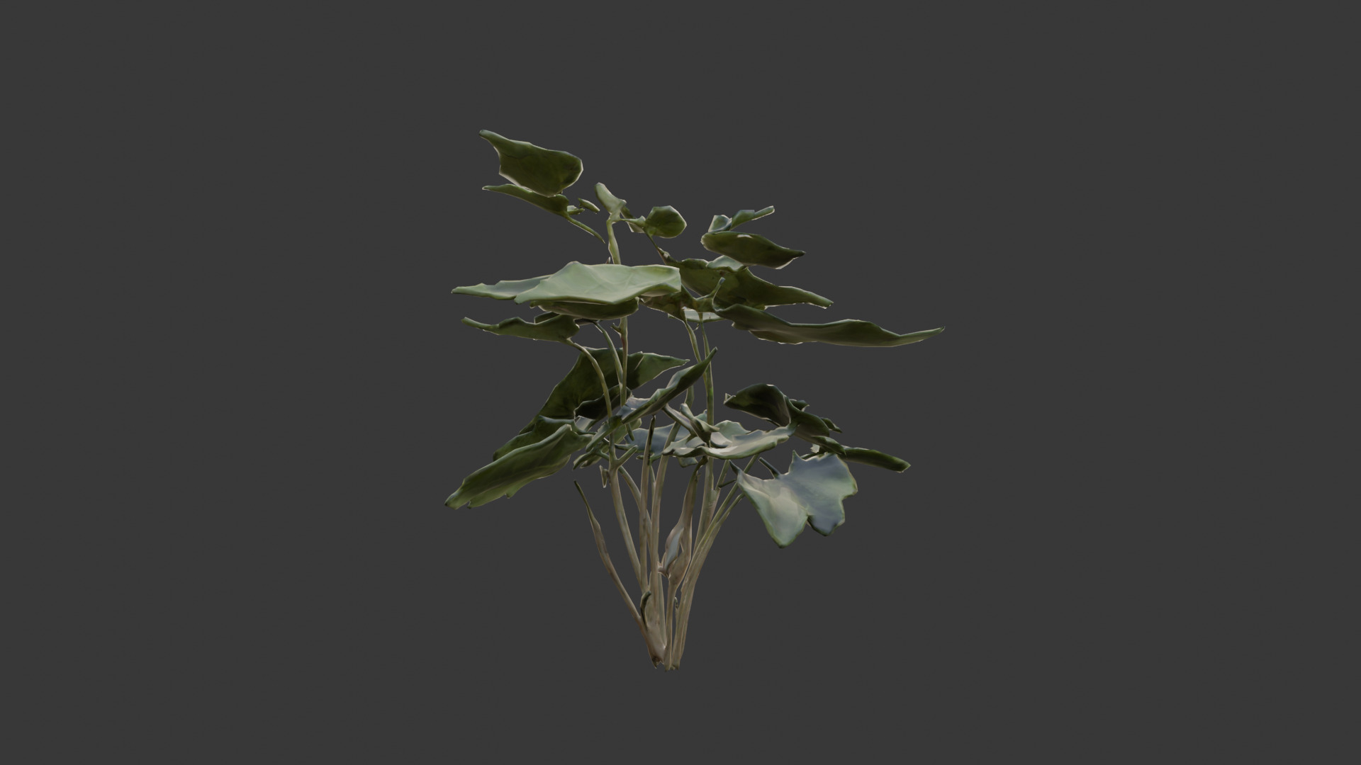 house plant 3D model_7