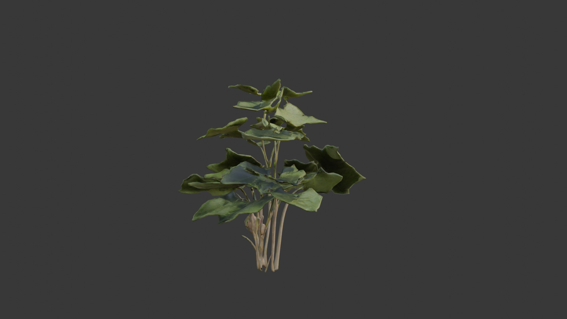house plant 3D model_8