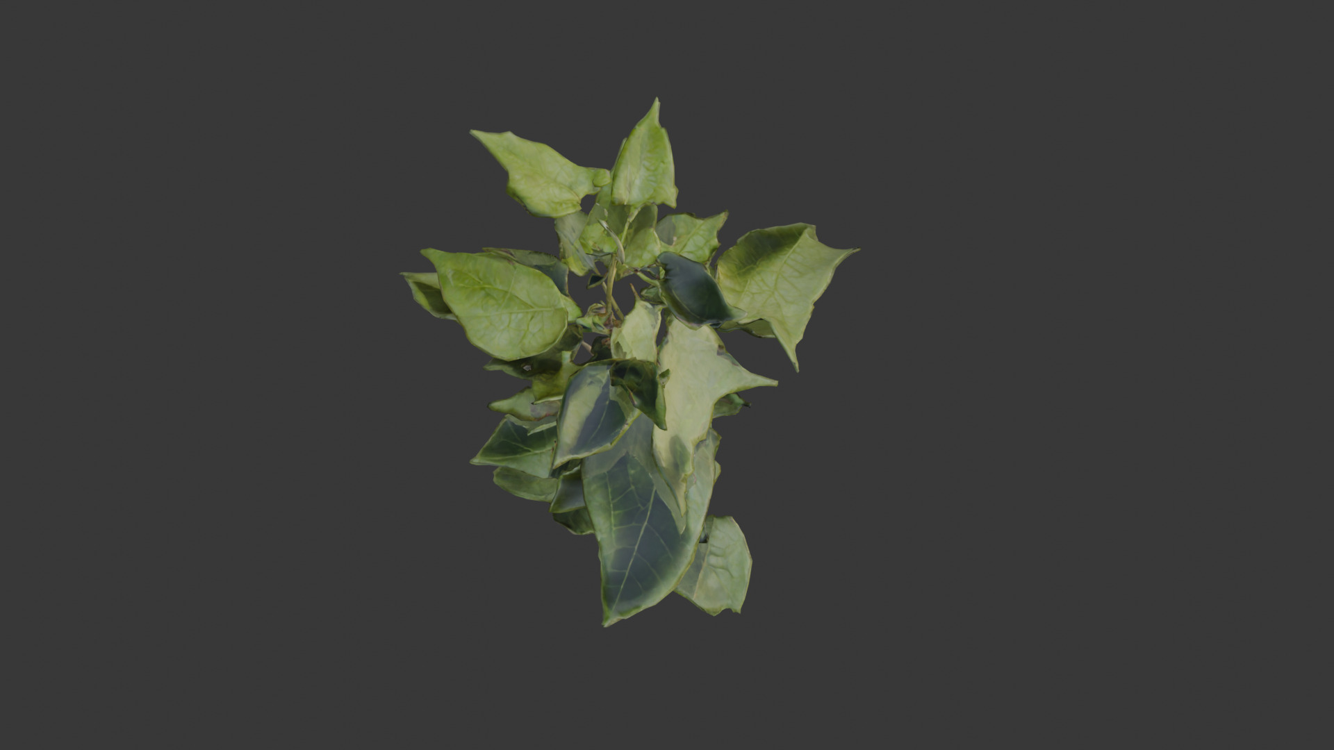 house plant 3D model_9