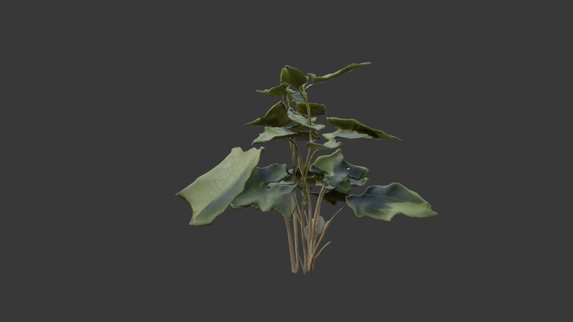 house plant 3D model_6