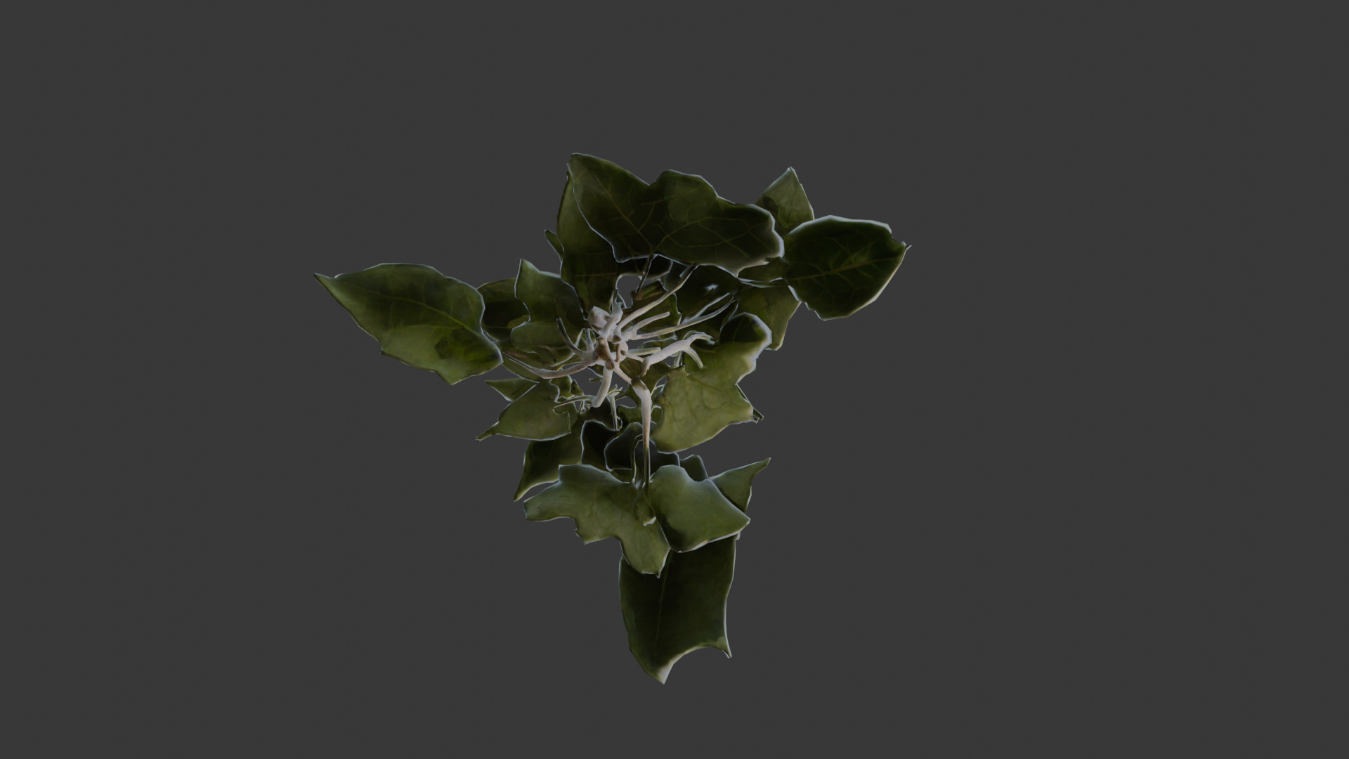 house plant 3D model_10