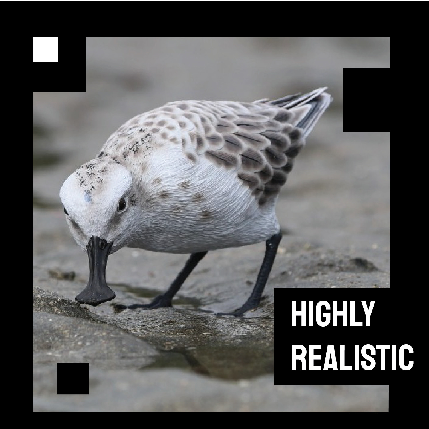 Spoon-billed sandpiper Stand Walk Bend over version 3D print model_5