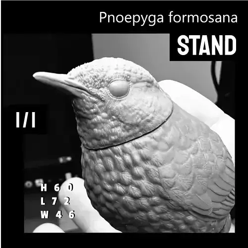 Pnoepyga formosana Stand version 3D print model