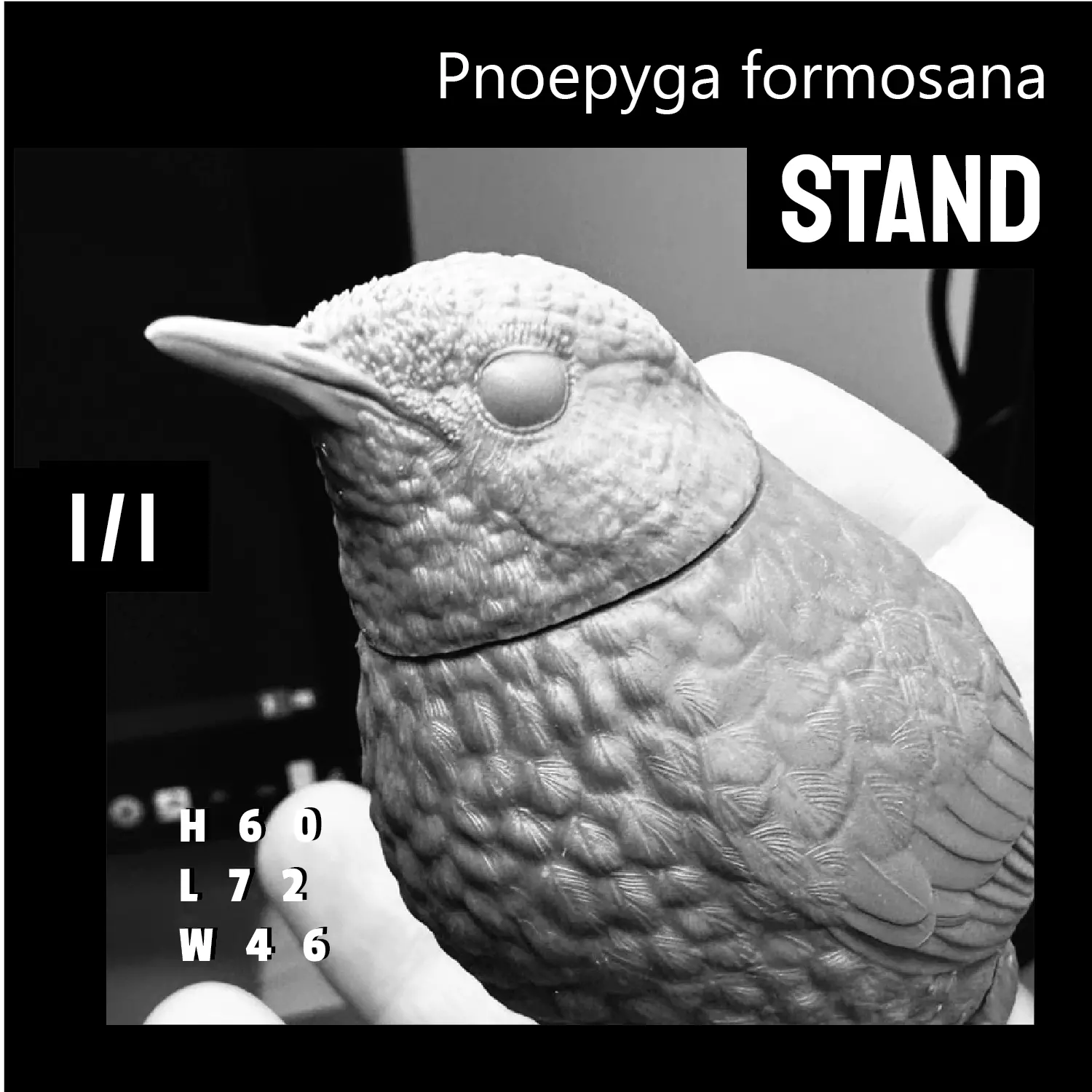 Taiwan Wren-babbler Pnoepyga formosana 1 by 1 STL 3D print model