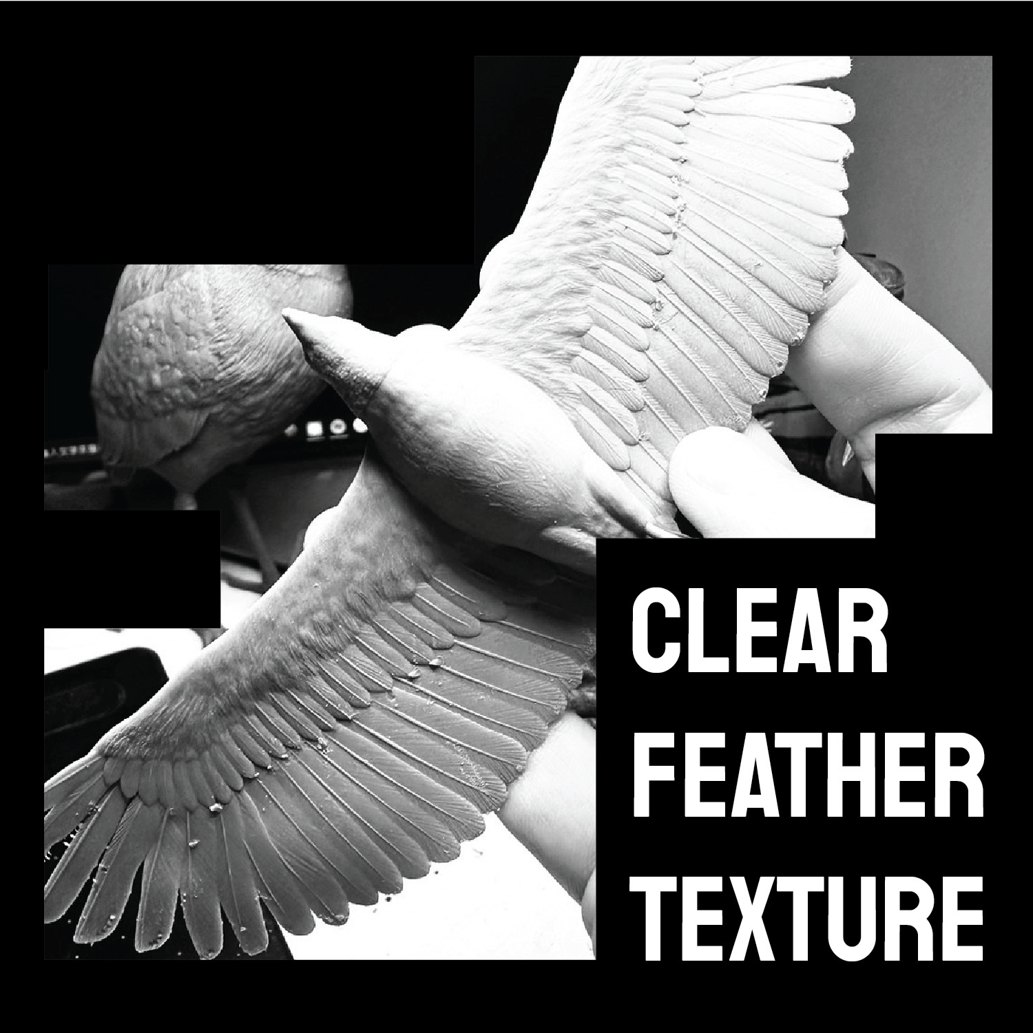 Crested Serpent Eagle Fly version  3D print model_3