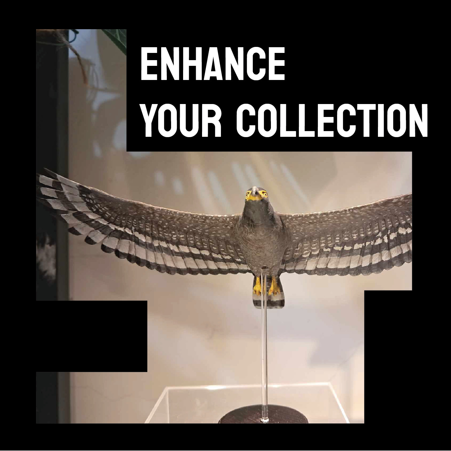 Crested Serpent Eagle Fly version  3D print model_4