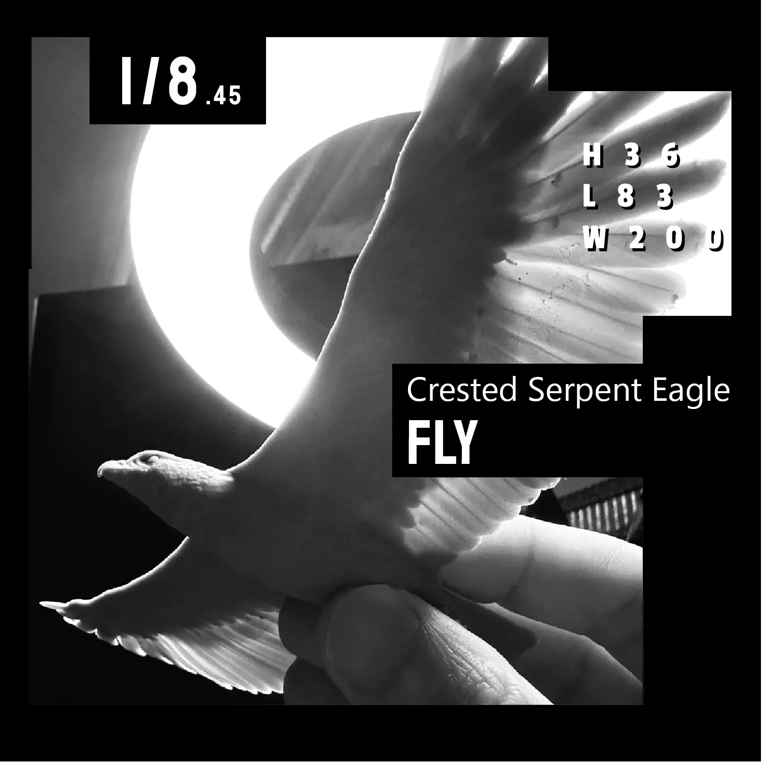 Crested Serpent Eagle Fly version  3D print model_0