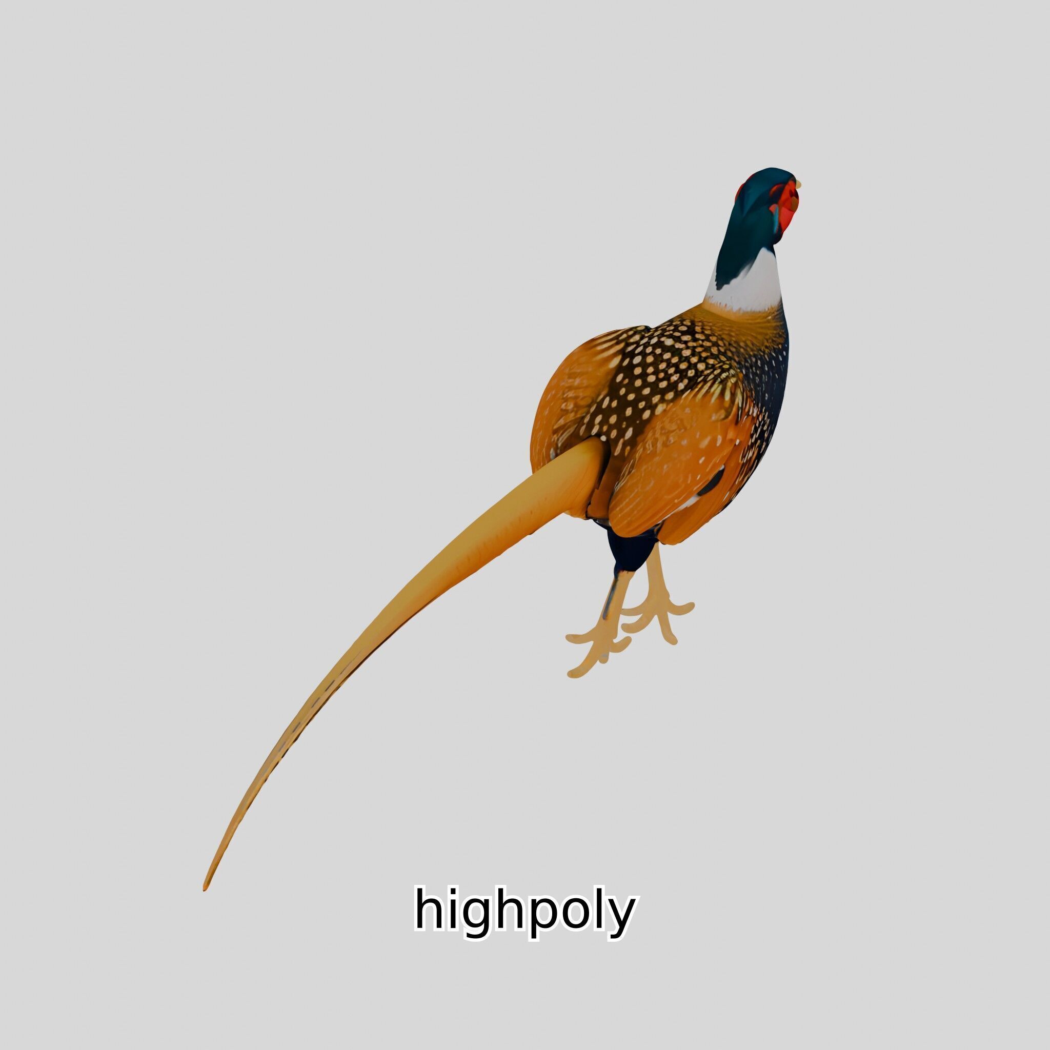 Realistic Pheasant Bird Model 3D with High-Quality Texture Low-poly 3D model_34