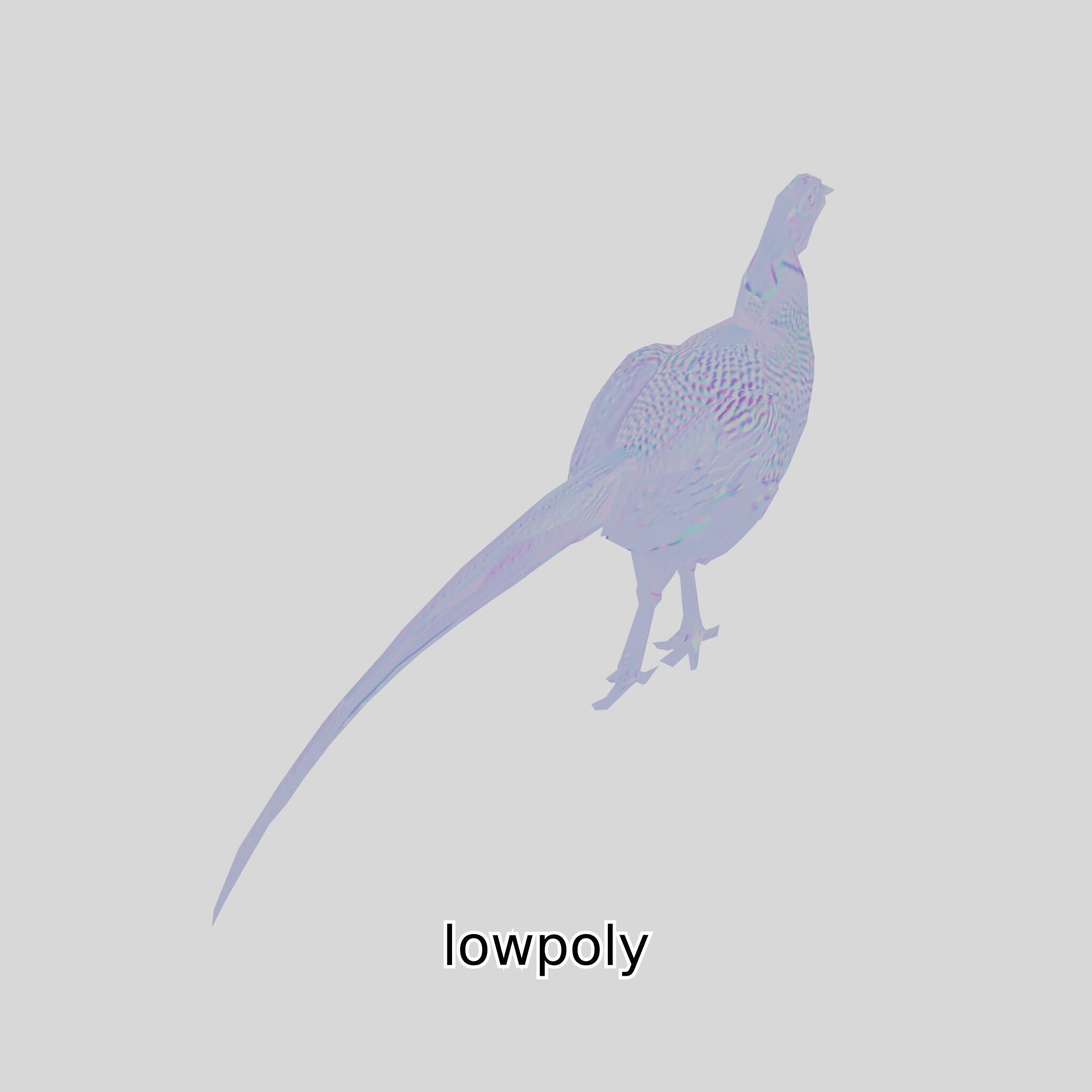 Realistic Pheasant Bird Model 3D with High-Quality Texture Low-poly 3D model_4