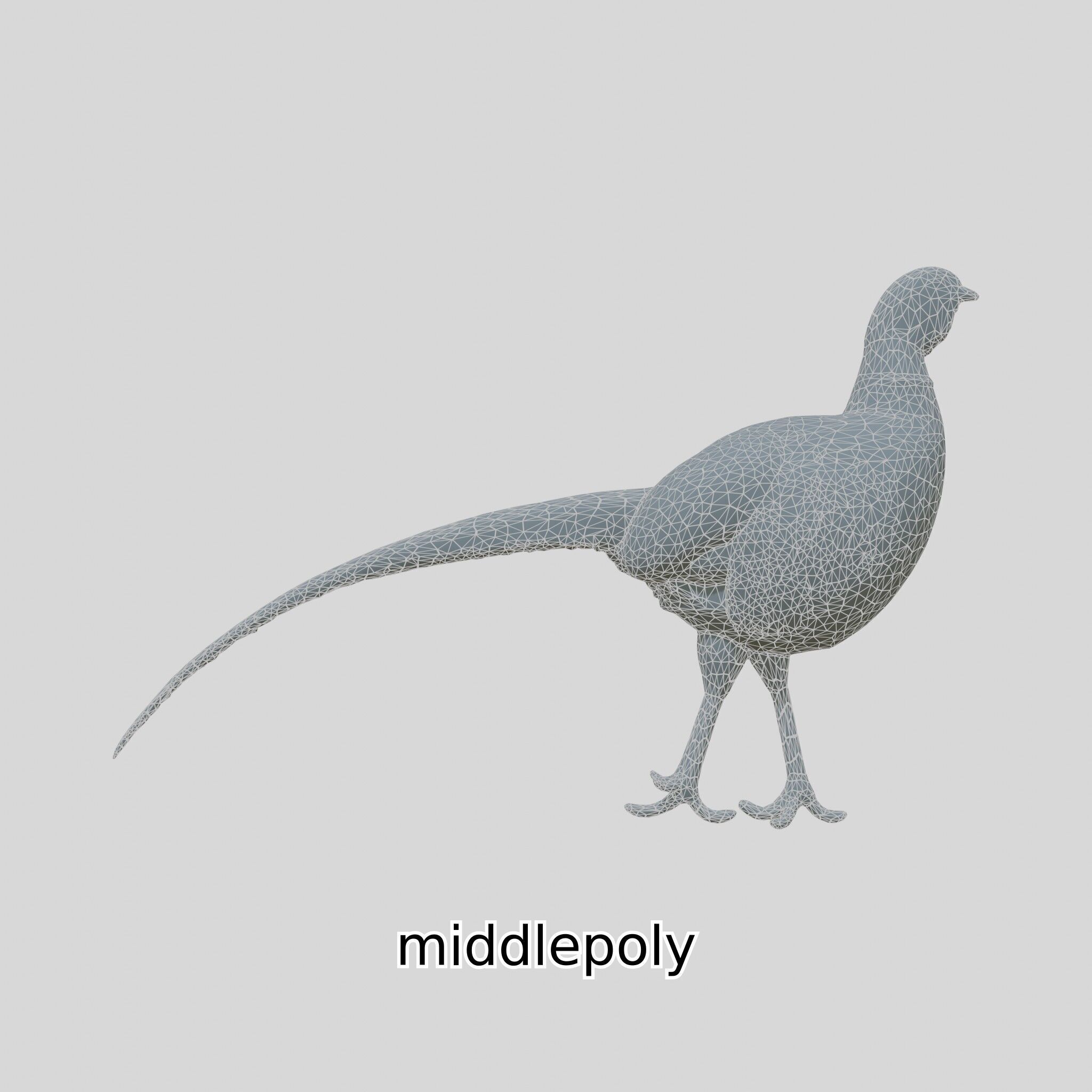 Realistic Pheasant Bird Model 3D with High-Quality Texture Low-poly 3D model_12