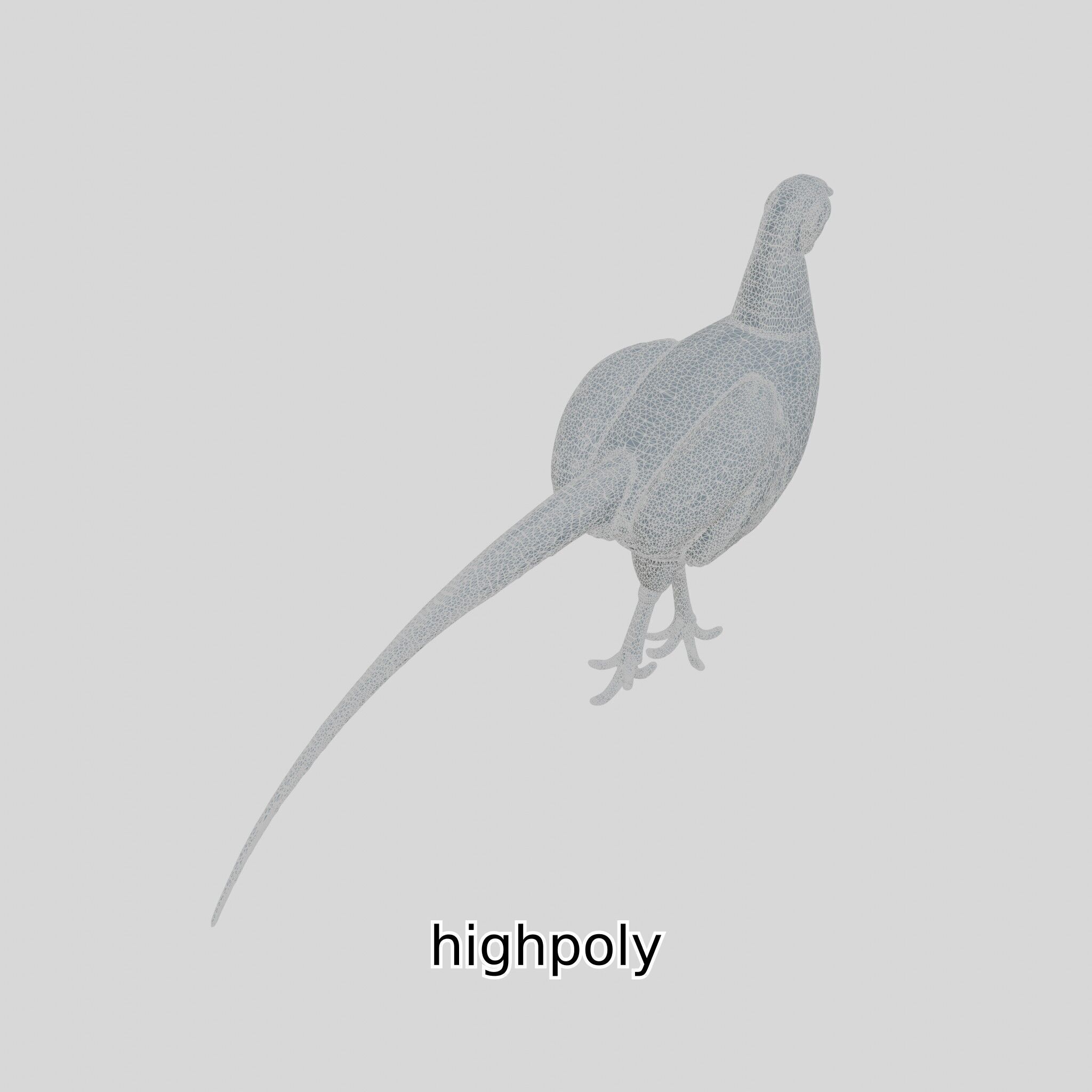 Realistic Pheasant Bird Model 3D with High-Quality Texture Low-poly 3D model_29