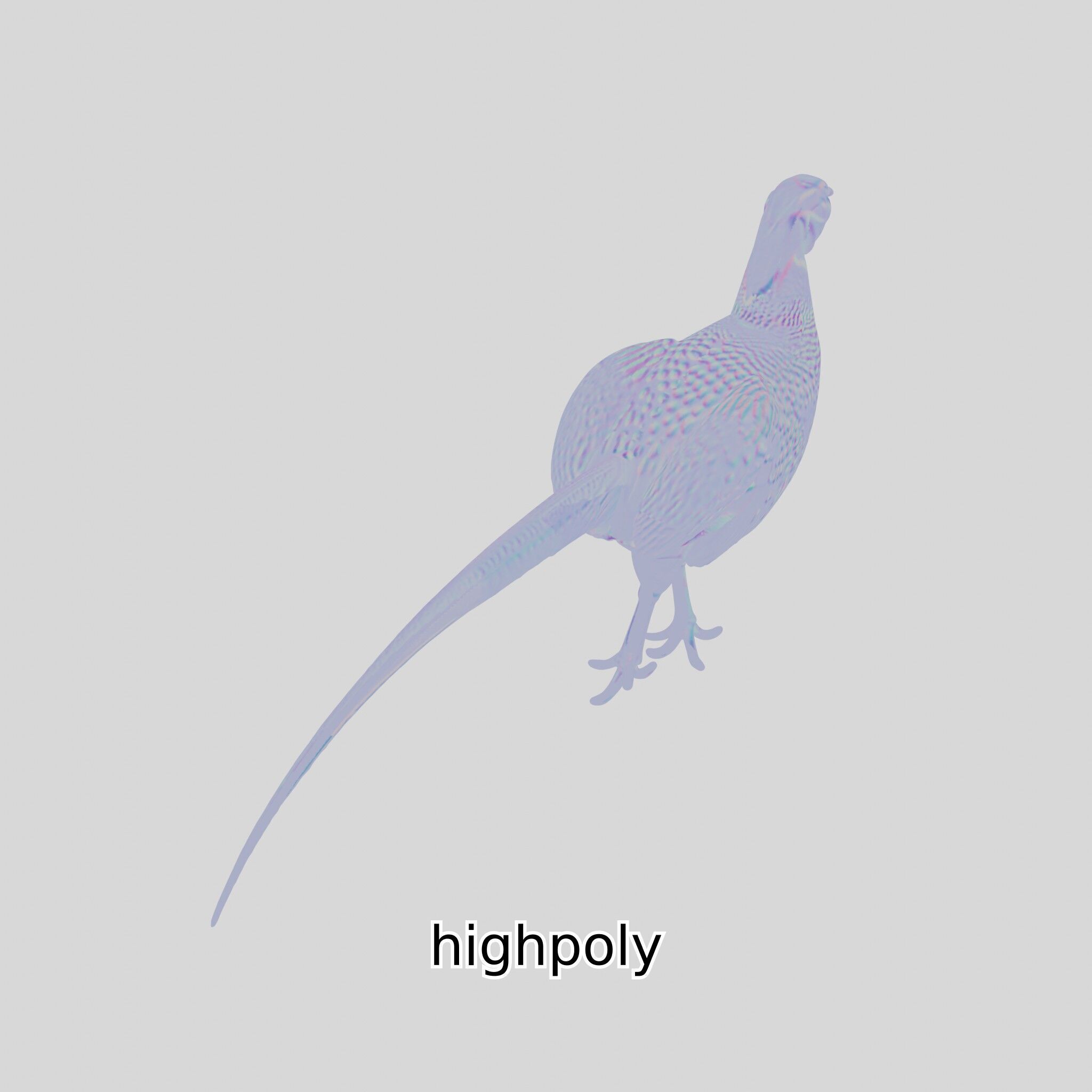 Realistic Pheasant Bird Model 3D with High-Quality Texture Low-poly 3D model_35