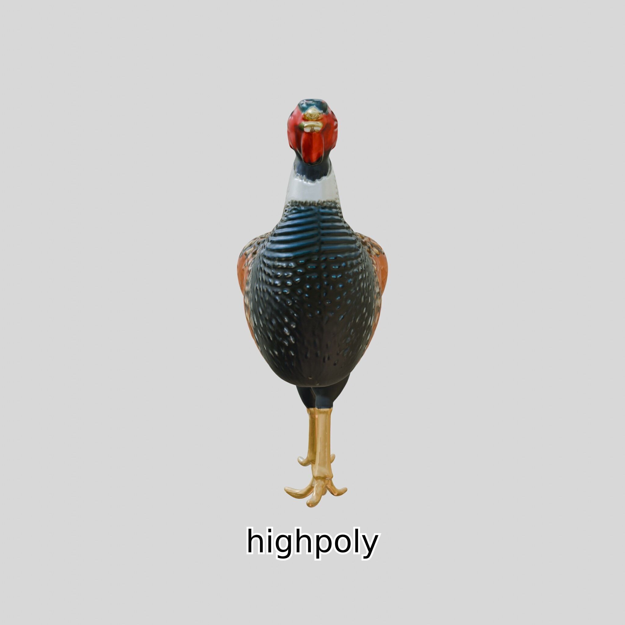 Realistic Pheasant Bird Model 3D with High-Quality Texture Low-poly 3D model_24