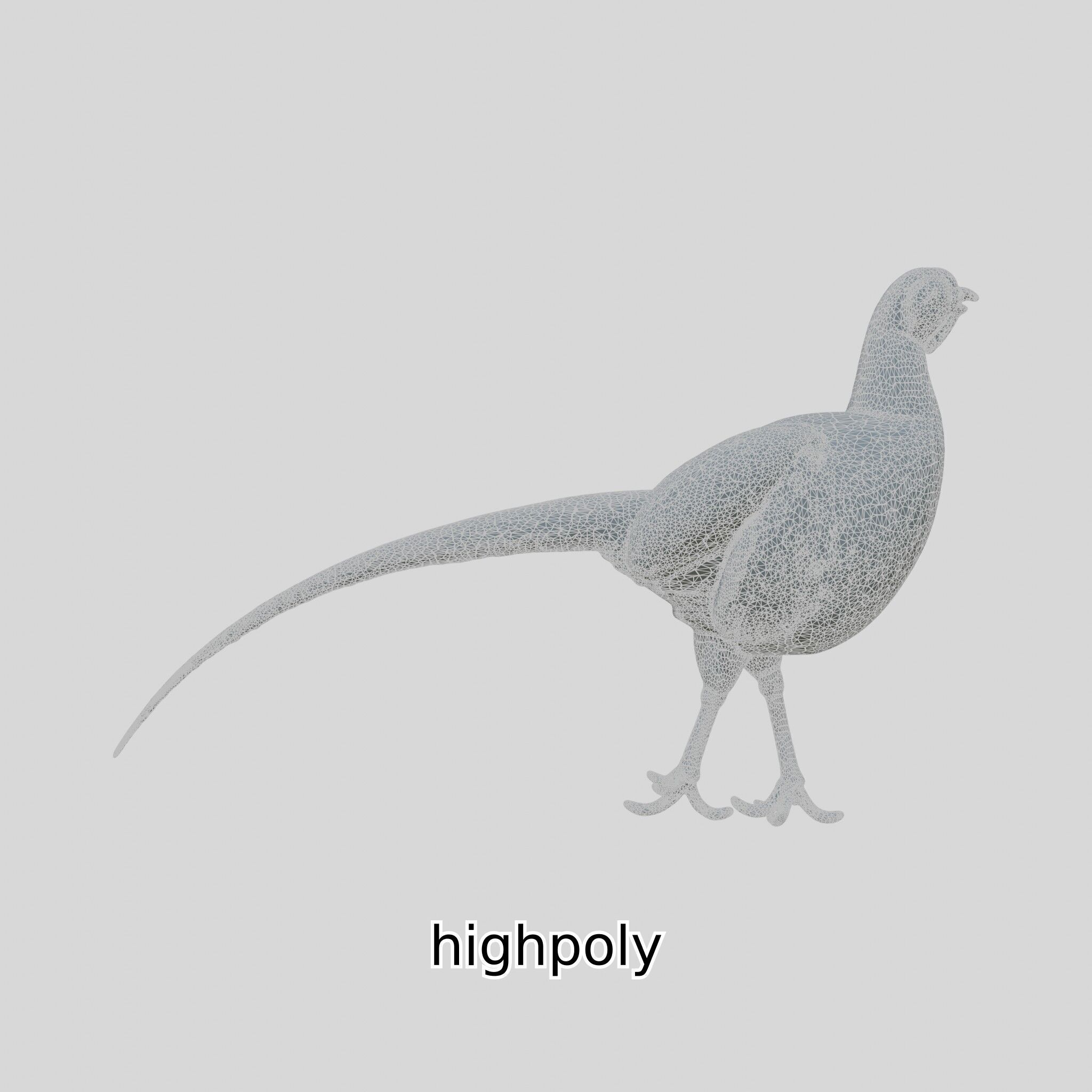 Realistic Pheasant Bird Model 3D with High-Quality Texture Low-poly 3D model_27