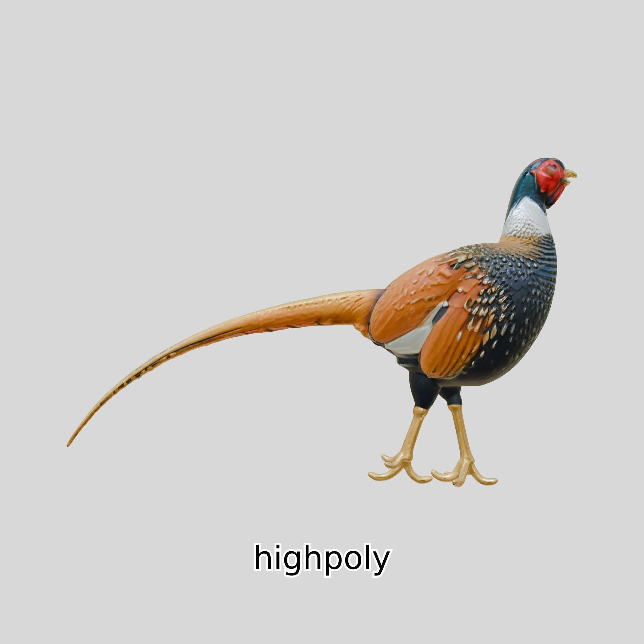 Realistic Pheasant Bird Model 3D with High-Quality Texture Low-poly 3D model_23