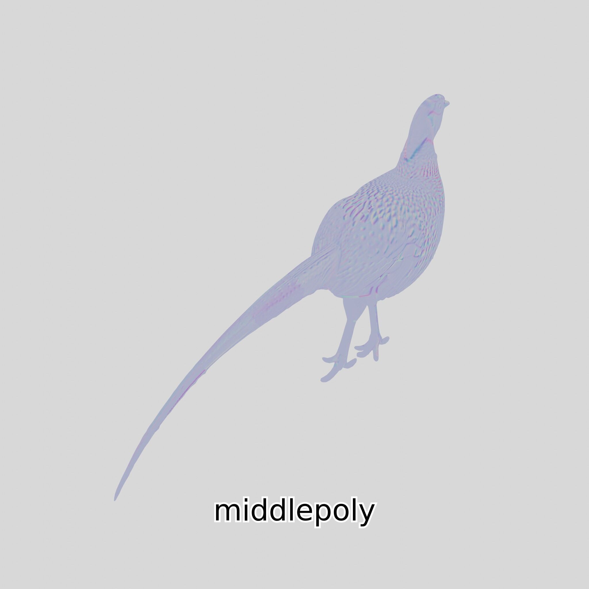 Realistic Pheasant Bird Model 3D with High-Quality Texture Low-poly 3D model_19