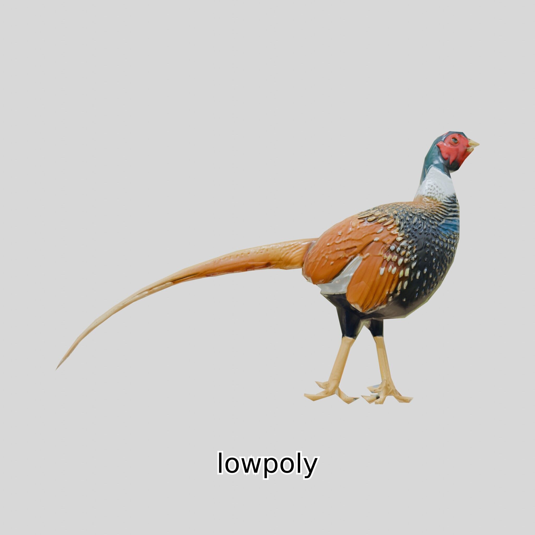 Realistic Pheasant Bird Model 3D with High-Quality Texture Low-poly 3D model_22
