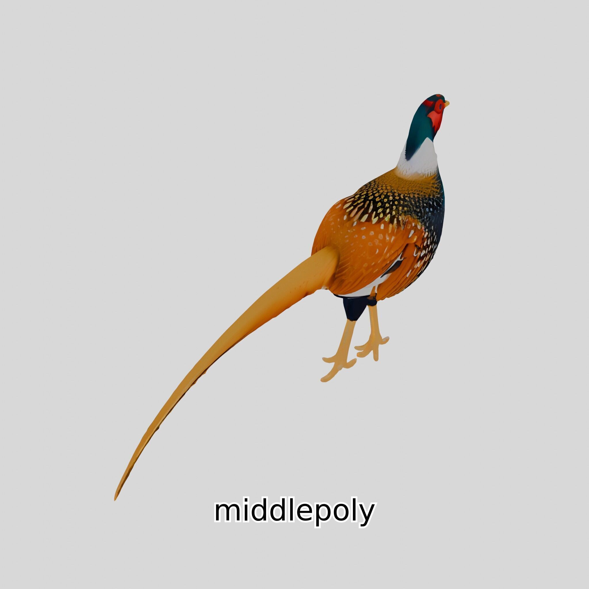 Realistic Pheasant Bird Model 3D with High-Quality Texture Low-poly 3D model_18