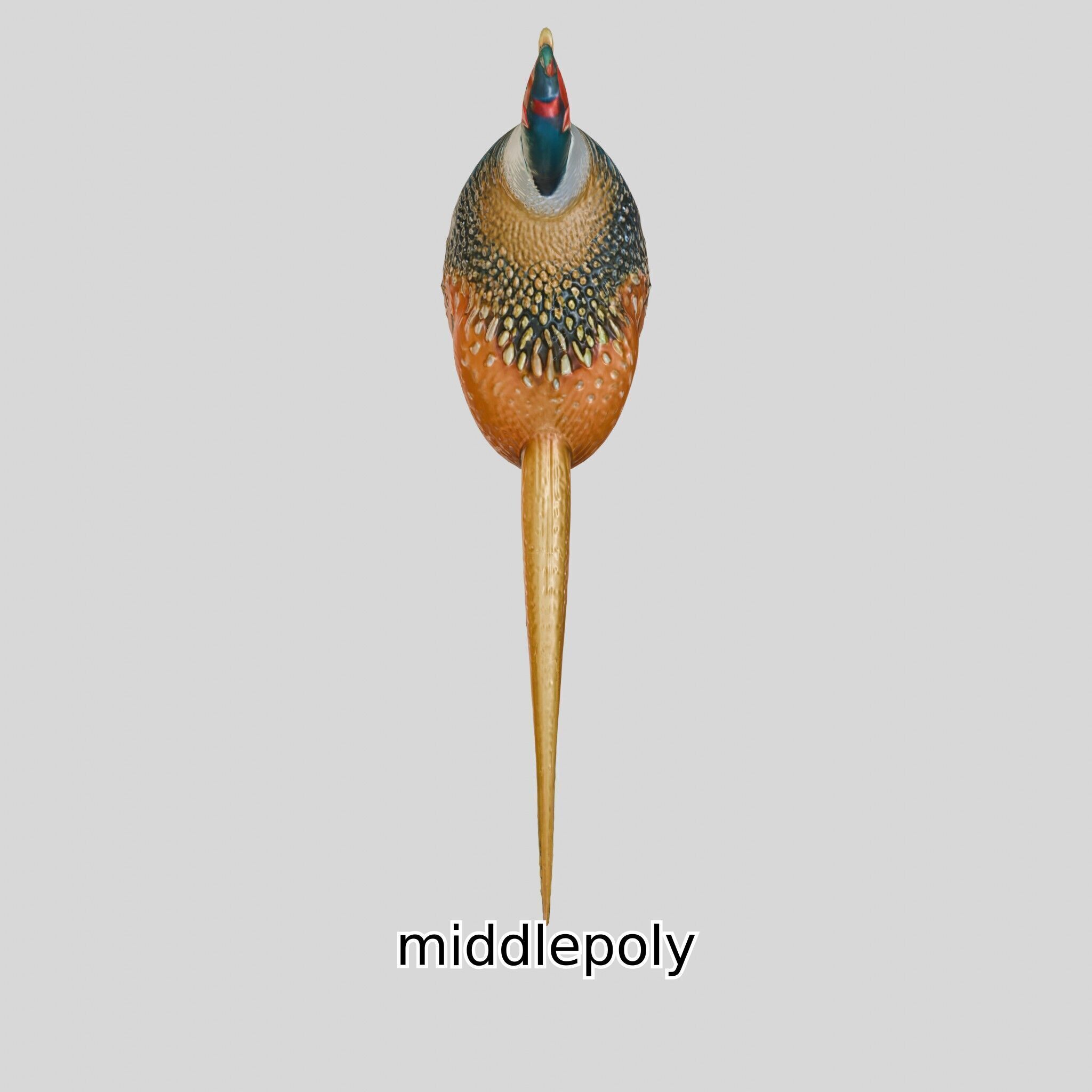 Realistic Pheasant Bird Model 3D with High-Quality Texture Low-poly 3D model_6