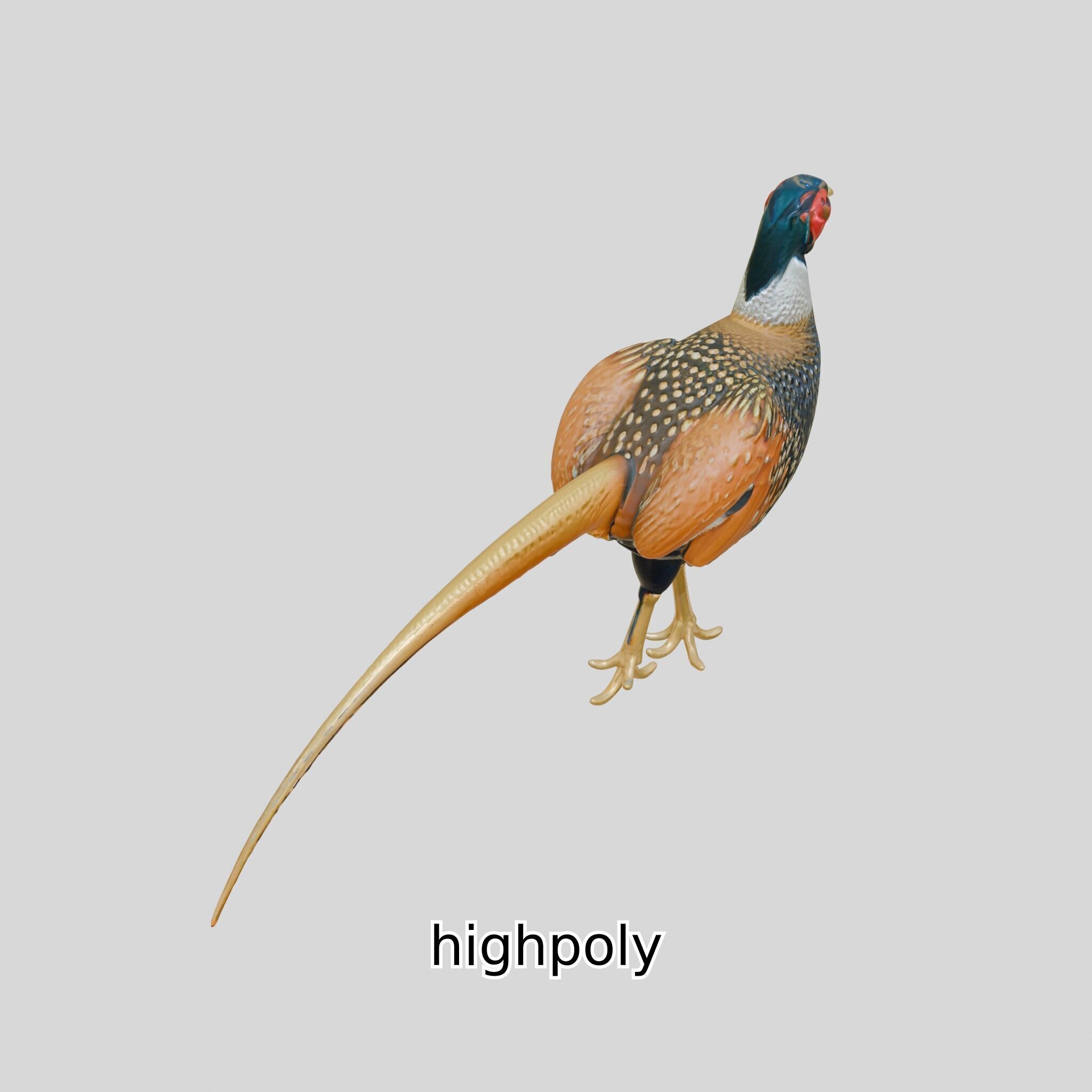 Realistic Pheasant Bird Model 3D with High-Quality Texture Low-poly 3D model_25