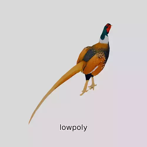Realistic Pheasant Bird Model 3D with High-Quality Texture Low-poly 3D model