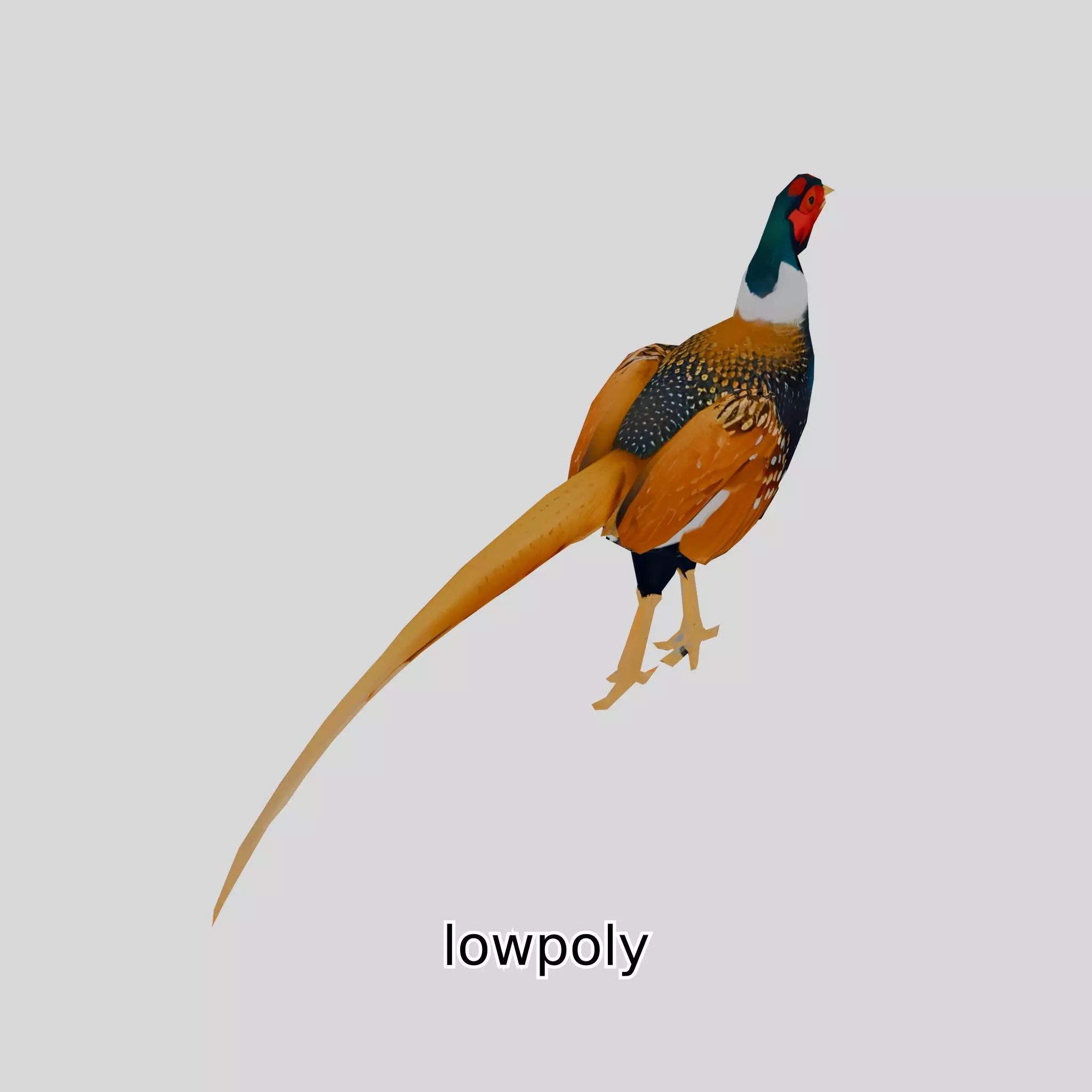 Realistic Pheasant Bird Model 3D with High-Quality Texture Low-poly 3D model_0