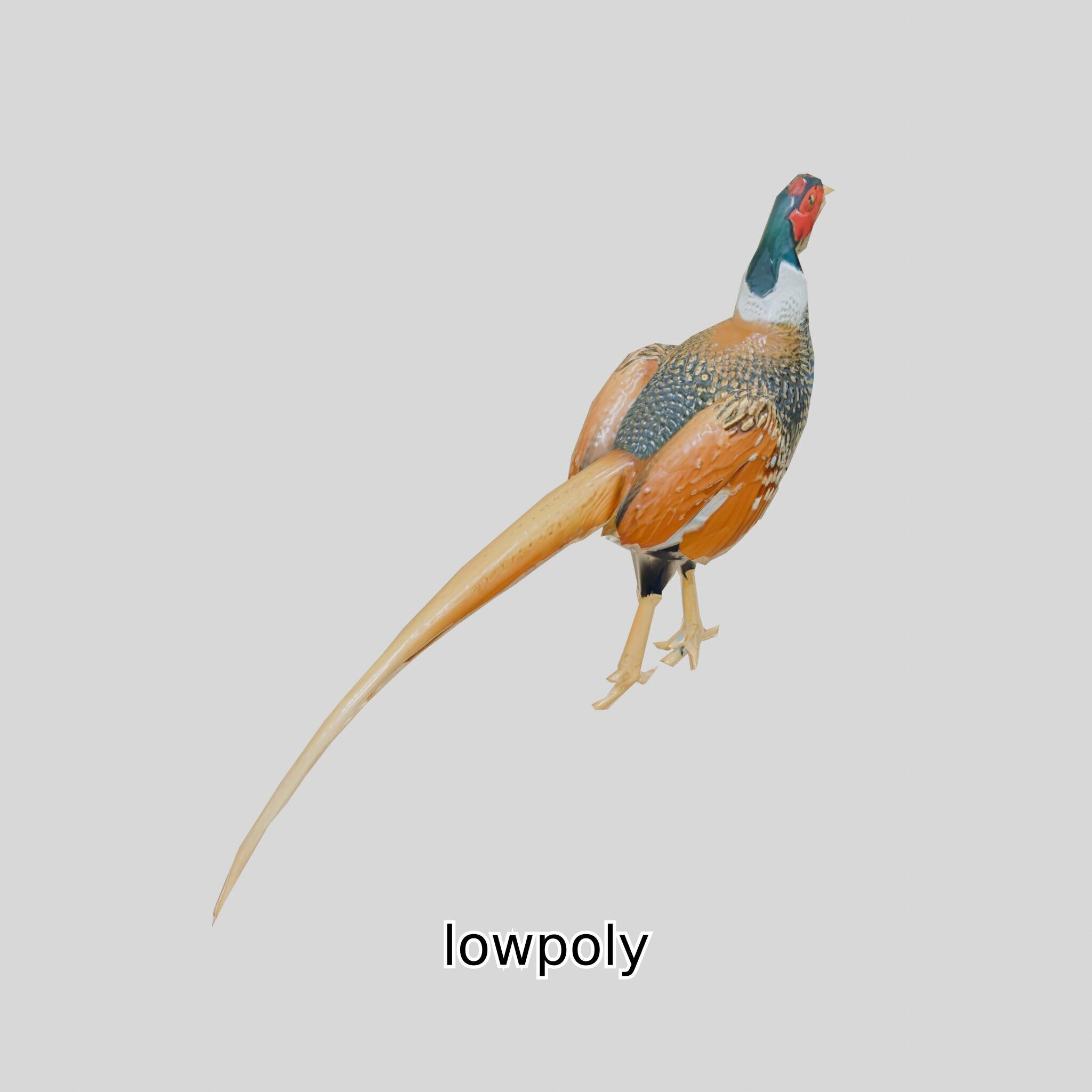 Realistic Pheasant Bird Model 3D with High-Quality Texture Low-poly 3D model_37