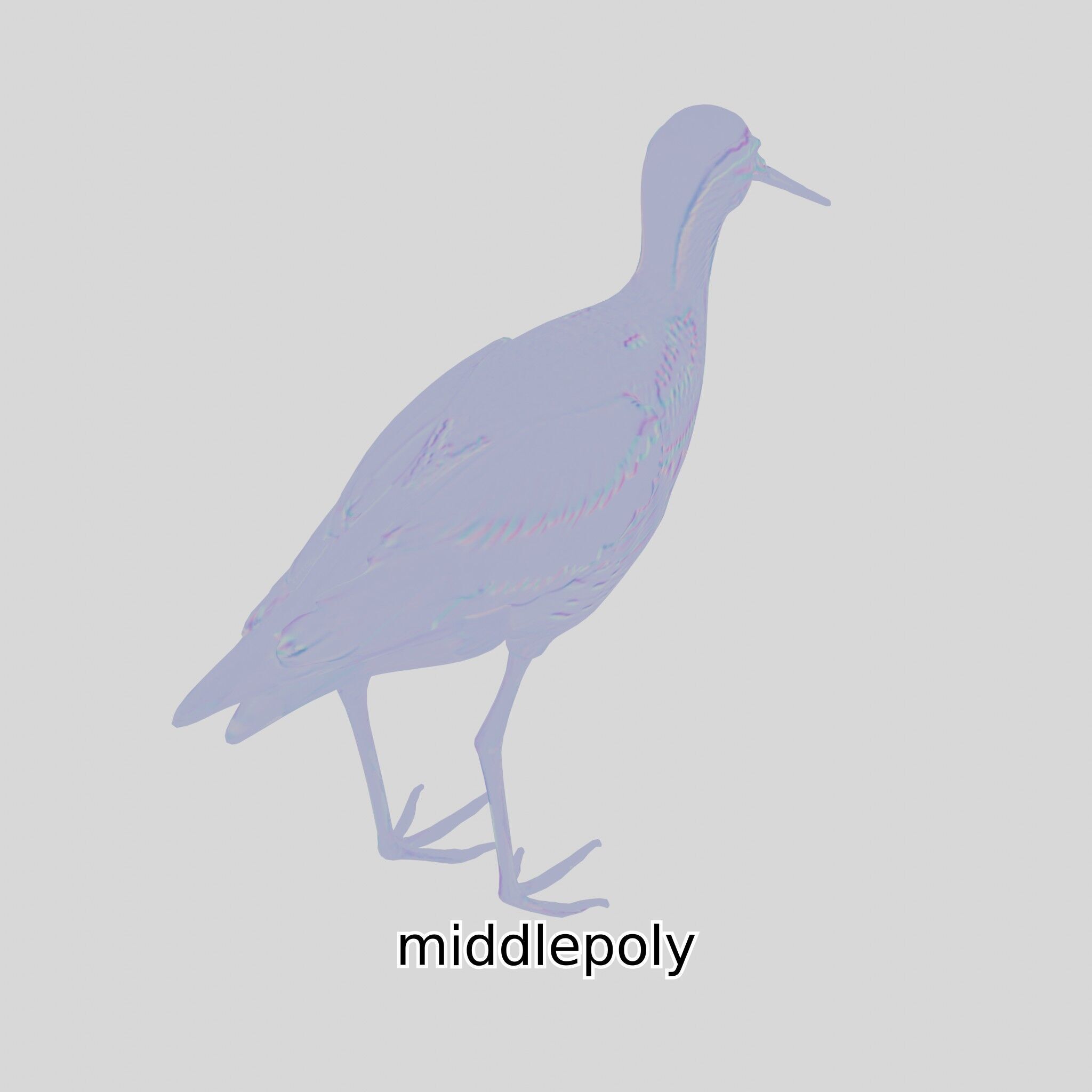 Realistic Painted-Snipe Bird 3D Model Low-poly 3D model_19