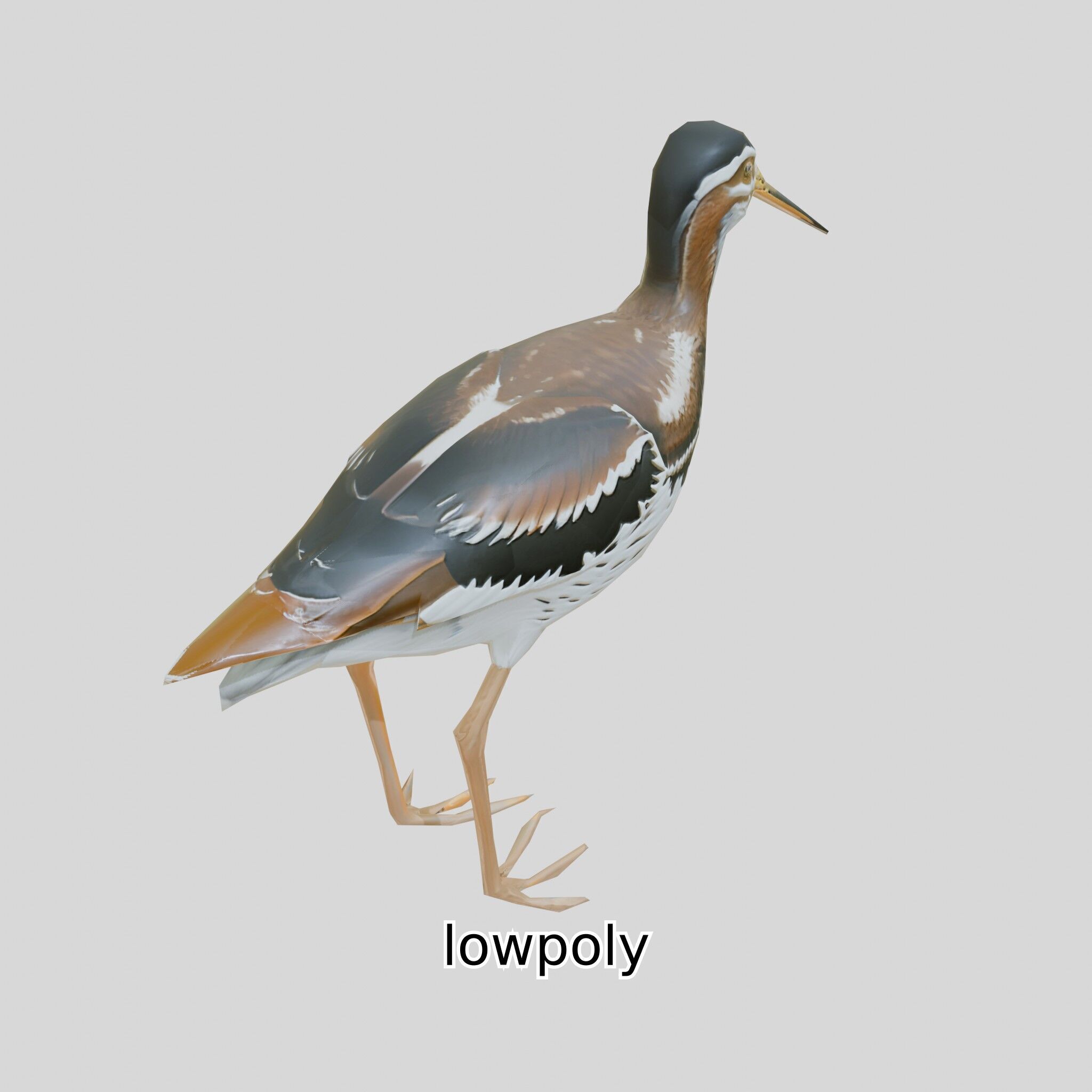 Realistic Painted-Snipe Bird 3D Model Low-poly 3D model_37