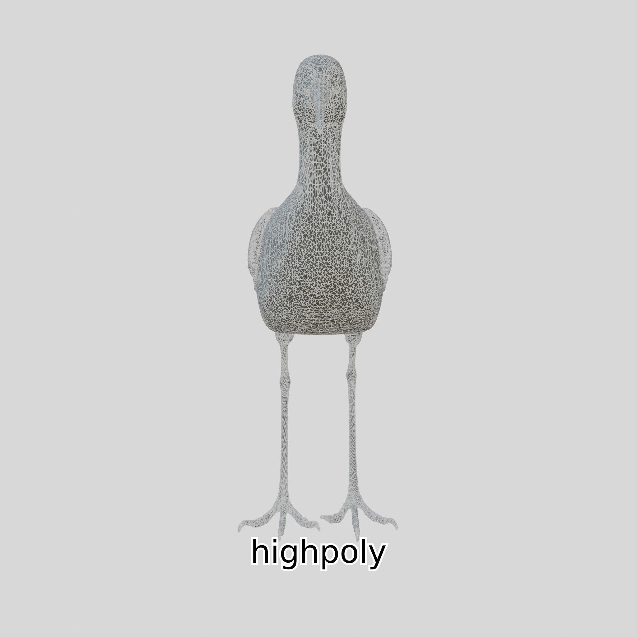 Realistic Painted-Snipe Bird 3D Model Low-poly 3D model_25